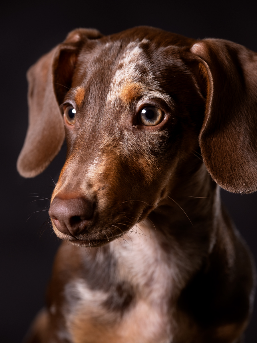 foto-cane-bassotto