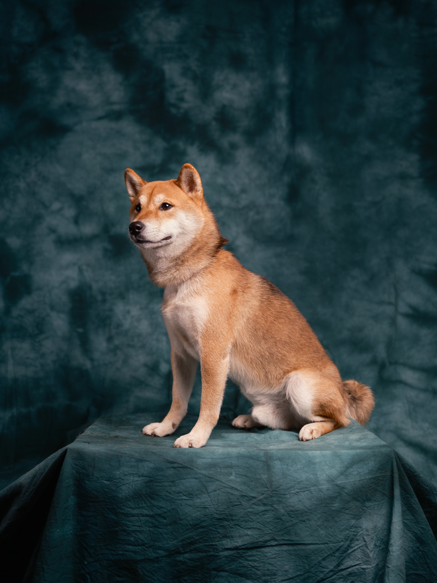 foto-shiba-inu-tamashi