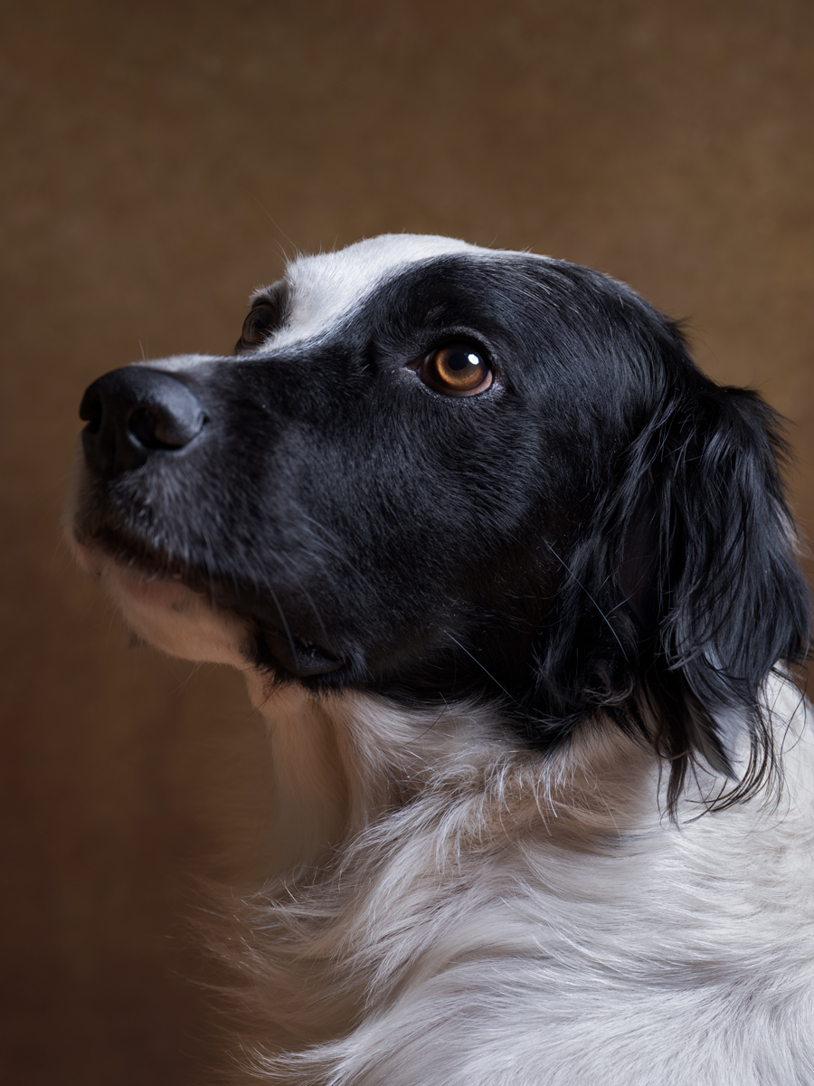 fotografo-cani-milano-lambrate fotografo-cani-milano-lambrate