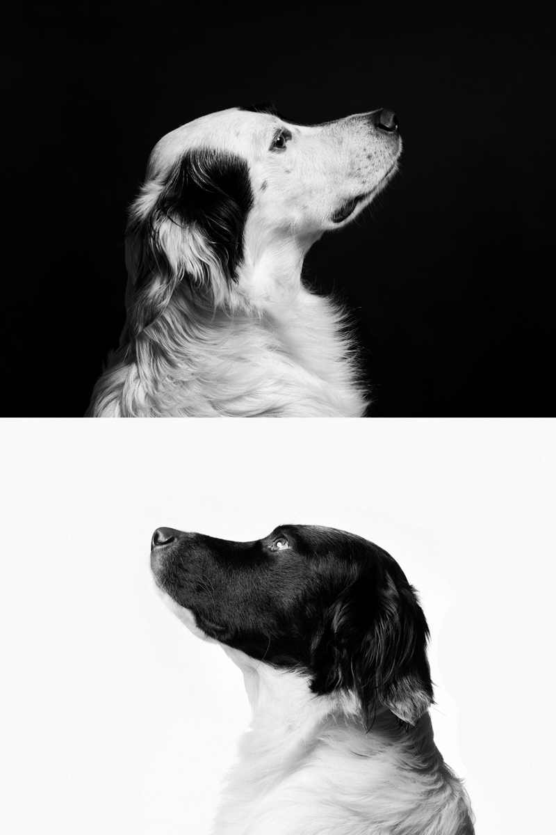 fotografo-fine-art-cani fotografo-fine-art-cani