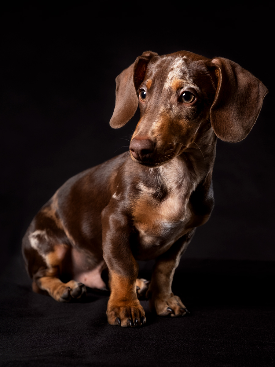 fotografo-cani-gatti-animali-catania